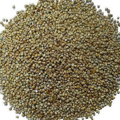 Picture of Bajra